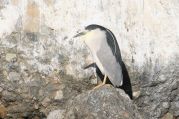 Black-crowned Night Heron